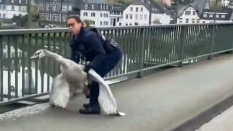 VIDEO: Policía alemana se hace viral por 'arrestar' a un cisne