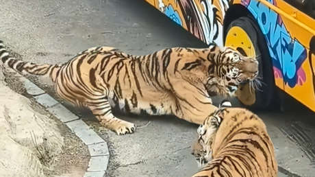 VIDEO: Tigre trata de calmar a su compañero 'comeruedas' y se mete en un lío