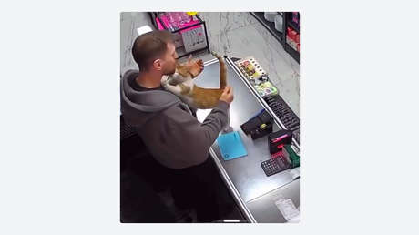 VIDEO: Gato visita tienda diariamente para pedir abrazos