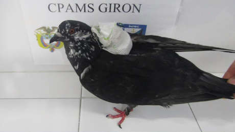 Captan in fraganti a una paloma traficante (VIDEO)